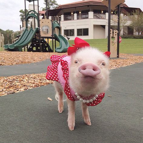 priscilla-mini-pig-1 Pink, On Instagram, Instagram