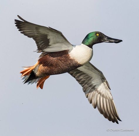 Northern Shoveler, Redhead Duck, Duck Species, Duck Pictures, Duck Photo, Bird Photography, In Flight, Bird Feathers, Bird Art