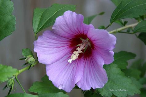 Inspiring Gardens, Hibiscus Syriacus, Wild Garden, Rose Of Sharon, Common Names, Enjoy It, Hibiscus, Perennials, My Garden