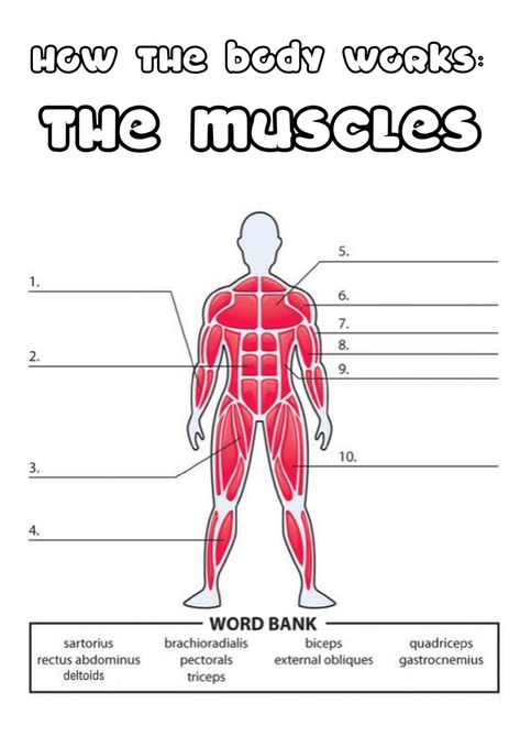 Anatomy And Physiology Worksheets Free Printable, Muscles Worksheet, Muscle Names, Accounting Cycle, Muscle System, Christmas Math Worksheets, Human Body Activities, Human Body Unit, Science Games