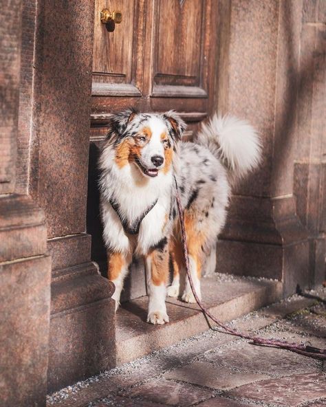 Aussie Dogs Australian Shepherd, Border Collie Australian Shepard Puppies, Cute Australian Shepherd Puppies, Australian Shepherd Service Dog, Mini Australian Shepherd Full Grown, Border Collie And Australian Shepherd, Baby Australian Shepherd, Australian Shepherd Aesthetic, Aussies Puppies