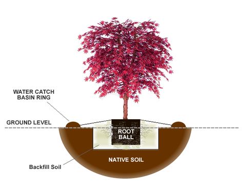 Landscaping Around Japanese Maple, Flower Bed With Japanese Maple, Japanese Maple Tree In Container Pots, Planting Japanese Maple Tree, Red Dragon Maple Tree, Pots Around Tree, Emperor Japanese Maple Tree, Japanese Red Maple Tree Landscapes, Front Yard Japanese Maple