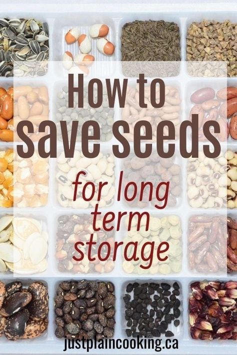 Mason Jar Seed Storage, How To Keep Seeds For Next Year, What To Do With Apple Seeds, How To Dry Seeds For Planting, How To Preserve Garden Vegetables, How To Save Seeds For Next Year, Drying Seeds For Planting, Diy Seed Storage, Garden Seed Storage