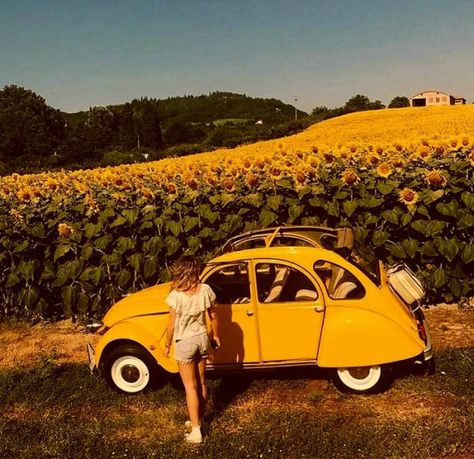 Yellow Aesthetic Pastel, Hufflepuff Aesthetic, Color Vibe, Yellow Car, Sunflower Field, Yellow Walls, Yellow Wallpaper, Yellow Aesthetic, Vw Bug