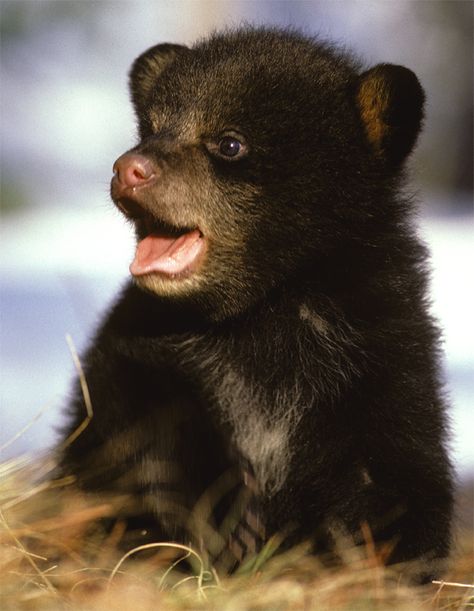 Dangerous animals caught being adorable (25 Photos)                                                                                                                                                      More Baby Black Bear, Baby Bear Cub, Black Bear Cub, Dangerous Animals, Bear Pictures, Bear Cub, Bear Cubs, Cute Animal Pictures, Sweet Animals