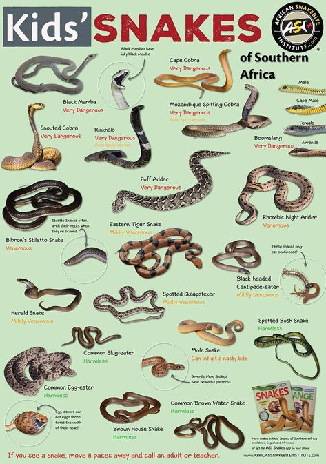 Snake Types, Desert Insects, Animals Name With Picture, Adder Snake, Types Of Snakes, Vine Snake, Fruits Name In English, Snake Facts, Poisonous Snakes