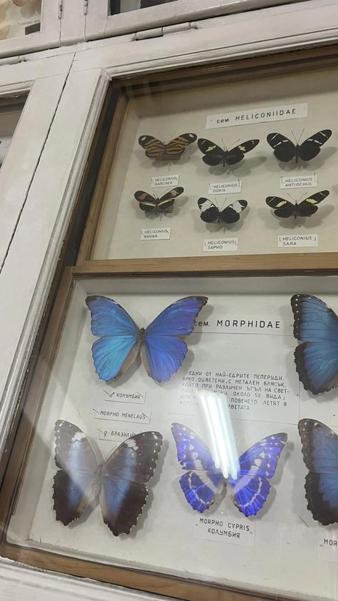 Butterfly Collection Display, Butterfly Collection Aesthetic, Blue Morpho Butterfly Aesthetic, Morpho Butterfly Aesthetic, Butterfly Taxidermy Decor, Blue Butterfly Aesthetic, Solarium Ideas, Butterfly Museum, Dark Ivy