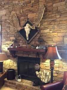 Moose Skull Decor, European Mount Decor, European Elk Mount, Antler Mount Ideas, Moose Antler Decor, Moose Mount, Skull Mount Ideas, Elk Mount, European Mount Ideas