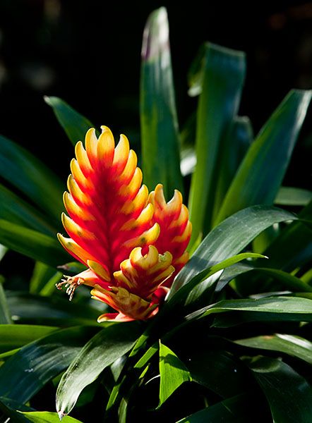 Bromeliad Vriesea Tiffany United States Botanic Garden, Tropical Flower Plants, Easy Care Plants, Mother Plant, Tropical Landscaping, Plant Roots, Beautiful Flowers Pictures, Foliage Plants, Exotic Plants