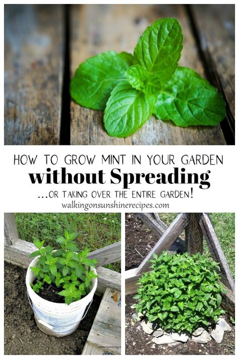 Growing Mint Outdoors, Mint In Garden, Planting Mint, Growing Mint Indoors, How To Grow Mint, Grow Mint, Herb Growing, Mint Herb, Mint Garden