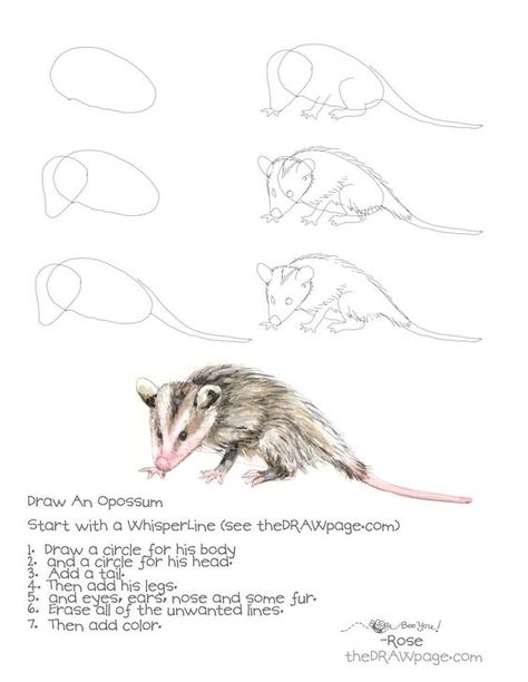 Opossum How To Draw Opposum, How To Draw An Opossum, How To Draw Opossum, How To Draw Possum, Opossum Drawing Easy, Cute Opossum Drawing, Opossum Doodle, Possum Drawing Reference, Opossum Sketch