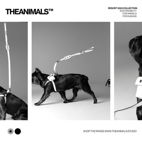 Aesthetic Dog Photos, Pet Brand, Dog Brand, Dog Editorial, Dog Marketing, Free Handwritten Fonts, Puppy Photography, Happy Tails, Dog Branding