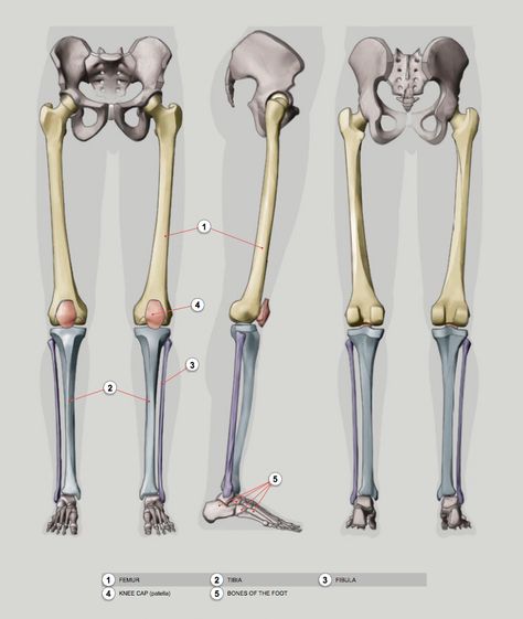 Lower Limb Anatomy, Limb Anatomy, Anatomy Learning, Bone Drawing, Human Skeleton Anatomy, Leg Anatomy, Jumping Poses, Human Anatomy Reference, Anatomy Studies