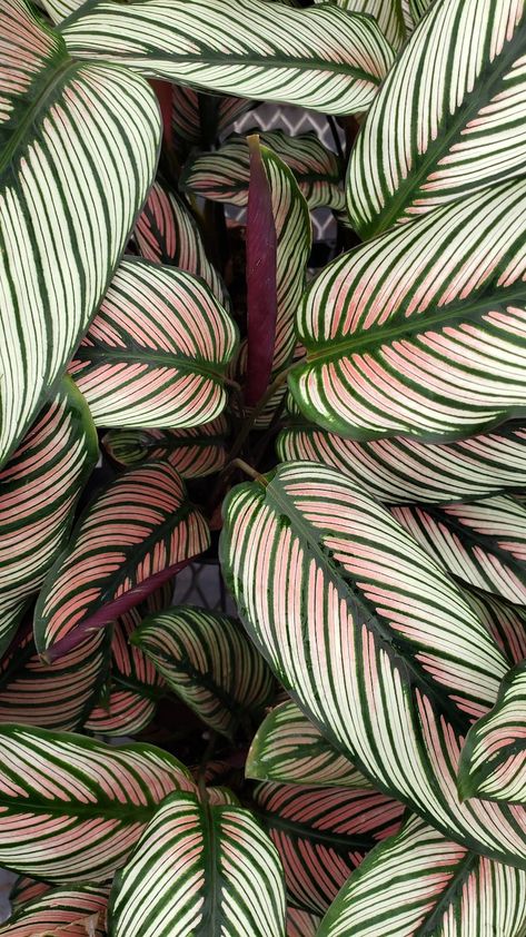 Calathea Plant, My Top 3, Plant Aesthetic, Plant Pictures, House Plants Indoor, Pretty Plants, White Star, Plant Mom, Plant Lady