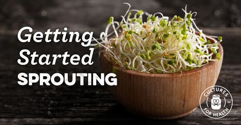 Getting Started Sprouting - Cultures For Health Benefits Of Beans, Beans Sprouts, Health Benefits Of Beans, Growing Wheat Grass, Growing Wheat, Clover Seed, Sprouted Grains, Gut Healing Recipes, Alfalfa Sprouts