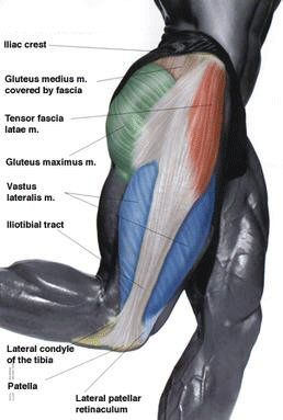 Tensor Fasciae Latae Muscle - I feel pain exactly like these people describe. It's nice to find a diagnosis and hopefully get some pain relief! Fitness Anatomy, Autogenic Training, Tensor Fasciae Latae, Iliotibial Band, Glute Medius, Referred Pain, Muscle Anatomy, It Band, Body Anatomy