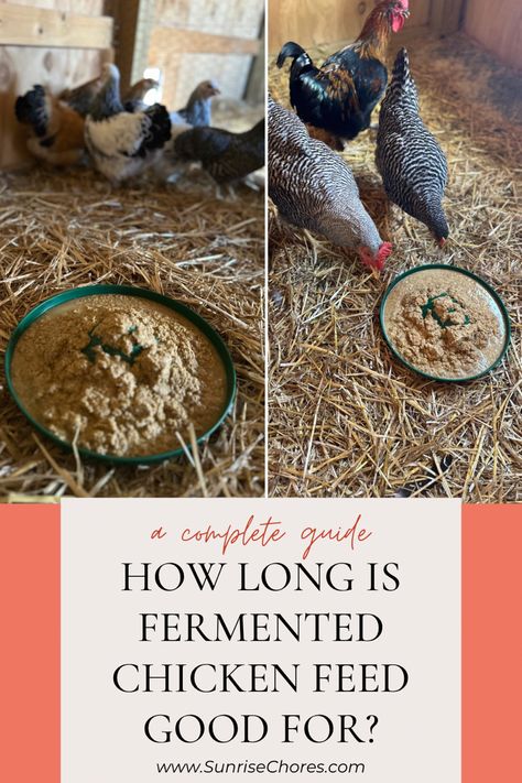 A flock of chickens next to brown wet feed Natural Chicken Feed, Fermented Chicken Feed, Chicken Feed Diy, Fermenting Chicken Feed, Organic Chicken Feed, Chicken Runs And Coop, Raising Chicken, Chicken Diet, Broiler Chicken