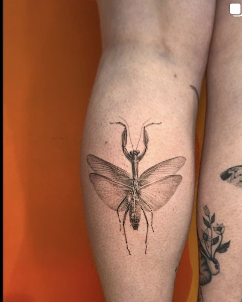 Stick Insect Tattoo, Prey Mantis Tattoo, Stick Bug Tattoo, Apollo Tattoos, Mantis Tattoo Design, Praying Mantis Tattoo, Apollo Tattoo, Small Nature Tattoo, Mantis Tattoo