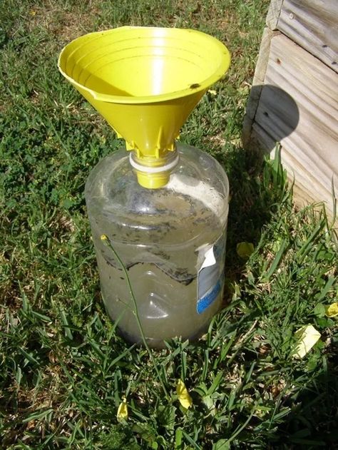 Japanese Beetle Trap Japanese Beetles Repellant, Stink Bug Trap, Killing Japanese Beetles, Asian Beetle, How To Make Traps, Japanese Beetle, Bug Trap, Lawn Pests, Bug Killer