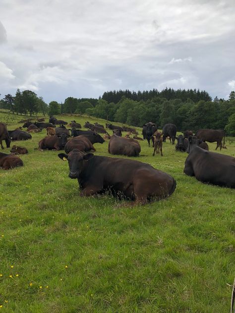 Wagyu females at highland wagyu Ghana Village, Wagyu Cattle, Wagyu Cow, Beef Farming, Beef Cow, Young Farmers, Flint Hills, Beef Cattle, Wagyu Beef