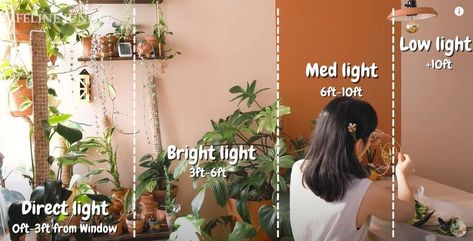 Lighting is very important for the healthy growth and survival of your plant. There are different lighting that are suited to different plants and under different situations. I'm going to demonstrate typical sunlight conditions in our home and how plants can benefit. (Read on to learn how you can grow plants without sunlight. Yes, it's possible!) Plants Without Sunlight, Plants Guide, Light Guide, Plant Care Houseplant, Plant Parent, Grow Plants, Indoor Plant Care, Plant Guide, House Plant Care