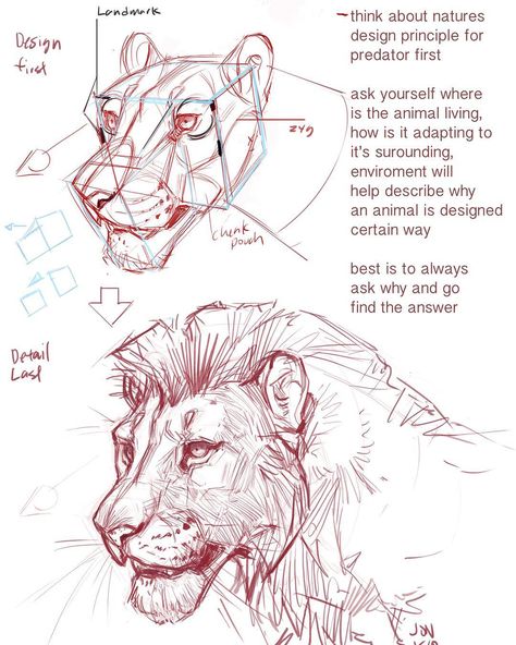 Lion head break down for frequently asked question about my animal anatomy class #conceptdesignacademy #animal #animalart #animaldrawing #animalanatomy #lion #bigcat #panthera #jonnadon1 #jonathankuo by jonnadon1 Lion Anatomy, Draw A Lion, Feline Anatomy, Lion Sketch, Head Anatomy, Lion Drawing, Cat Anatomy, Big Cats Art, Animal Anatomy