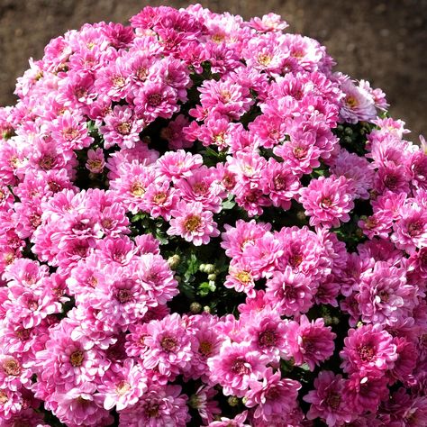 PRICES MAY VARY. Receive two live chrysanthemum plants, each 4 to 6 inches tall Thrive in your outdoor space Flower: pink, fragrant flowers Sun: Full sun to partial shade Suitable for zones 9-11 2 Chrysanthemum Flower Live Plants, 4 to 6'' Tall, Pink Flowers, Mums Plants Live Chrysanthemum Plant Live Plugs for Growing Chrysanthemum Plant, Freya Goddess, Planting Mums, Mums Flowers, Zone 9, Chrysanthemum Flower, Fragrant Flowers, Chrysanthemum, Live Plants