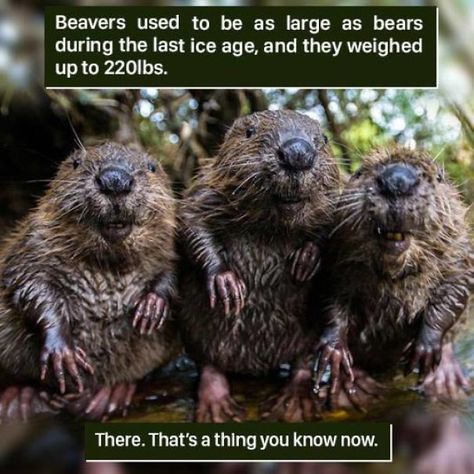 116 Times Nature Proved It's Too Weird For Us To Handle Animal Trivia, Weird Animal Facts, Animal Facts Interesting, Fun Facts About Animals, Animal Activist, Interesting Animals, Unbelievable Facts, Rare Animals, Animal Facts