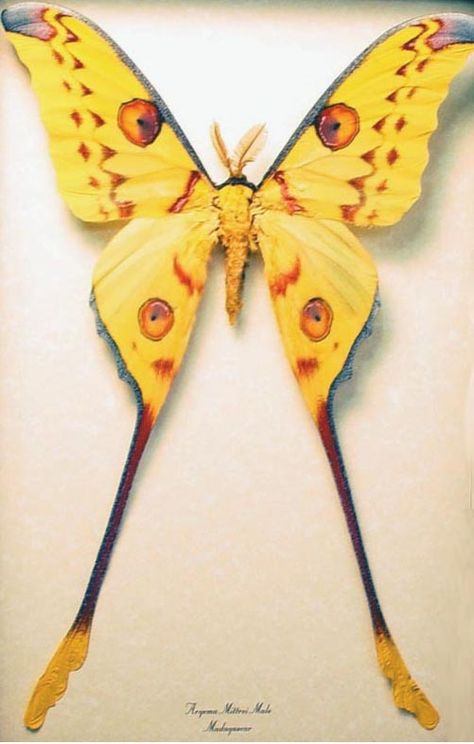 Petit Cabinet de Curiosites — closetlibrarian: Undoubtedly the most... Borboleta Tattoo, Most Beautiful Butterfly, Papillon Butterfly, Moon Moth, Moth Caterpillar, Beautiful Bugs, Luna Moth, Butterfly Pictures, Creepy Crawlies