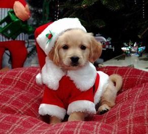 MERRY CHRISTMAS TO ALL! Santa Paws, Christmas Puppy, Golden Retriever Puppy, Pet Holiday, Retriever Puppy, Sweet Dogs, Puppy Pictures, Baby Dogs, Christmas Animals