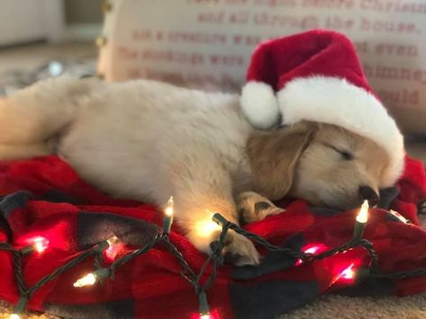 Puppy First Christmas, Puppy Christmas Pictures, Winter Widgets, Christmas Golden Retriever, Dog Christmas Photos, Dogs Ideas, Dog Christmas Pictures, Christmas Pets, Golden Puppies