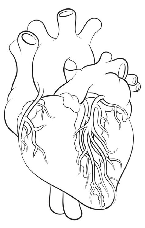 Human Heart Outline, Draw A Heart, Heart Science, Human Heart Drawing, Heart Lesson, Realistic Face Drawing, Science Drawing, Drawing Heart, Drawing Lesson