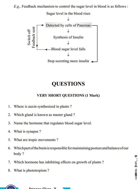 Class 10 Science Notes for Control and Coordination Control And Coordination Notes, Class 10 Science Notes, Medical Terminology Study, Bio Notes, Travel Brochure Design, Class 10 Science, Learn Biology, Basic Anatomy, Study Biology