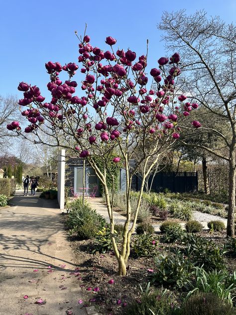 Landscaping Around Magnolia Tree, Landscaping Magnolia Tree, Black Tulip Magnolia Tree, Magnolia Black Tulip, Black Tulip Magnolia, Purple Magnolia Tree, Magnolia Tree Landscaping, Butterfly Magnolia Tree, Magnolia Garden