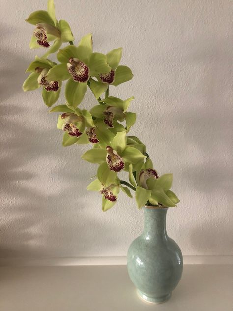 cymbidium stem in celadon vase Green Cymbidium Orchids, Cymbidium Orchids Arrangement, Persephone Flowers, Orchid Cymbidium, Orchid Vase, Flowers Creative, Cymbidium Orchid, Green Orchid, Orchid Arrangements