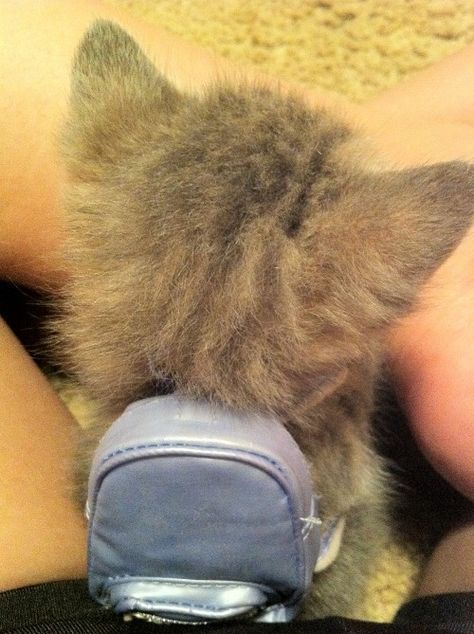 A tiny #kitten with a tiny backpack!! #cat Tiny Backpack, Punk Baby, First Day At School, Tiny Kitten, Baby Goats, Cat Boarding, Cat Nap, Best Friends Forever, Cute Little Animals