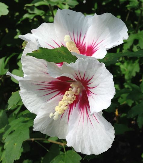 Rose of Sharon 'Red Heart' (Hibiscus syriacus) Intertwined Souls, Ribble Valley, Hibiscus Syriacus, Winter Bedding, Rose Of Sharon, Pink And White Flowers, Hardy Plants, Flower Pictures, Red Rose