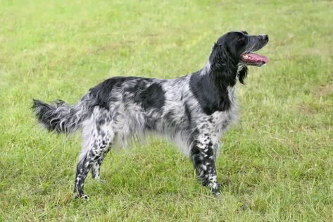 5 Lesser Known Hunting Dog Breeds | Artful Living Magazine French Dog Breeds, Hunting Dogs Breeds, Dog Hunting, Upland Hunting, Dog Obsessed, French Dogs, Dogs Breeds, Hunting Dog, Bird Dogs