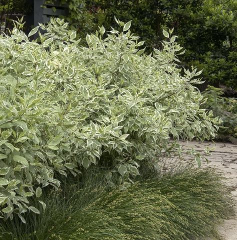 Cornus alba 'Elegantissima' Form: upright thicket form Flower: attractive berries Notes: moterate growing Variegated Red Twig Dogwood, Cornus Alba, Red Twig Dogwood, Twig Dogwood, Outdoor Design, Landscape Design, Plants, Flowers, Red