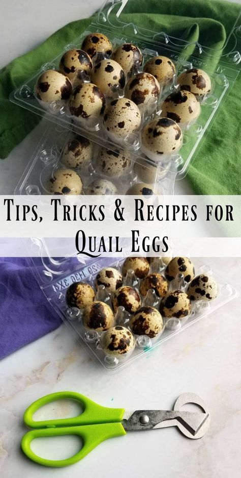 Pickling Quail Eggs, Recipes For Quail Eggs, Quails Eggs Recipe, Quail Egg Recipes Appetizers, How To Cook Quail Eggs, What To Do With Quail Eggs, How To Pickle Quail Eggs, Recipes With Quail Eggs, Raising Quail For Eggs