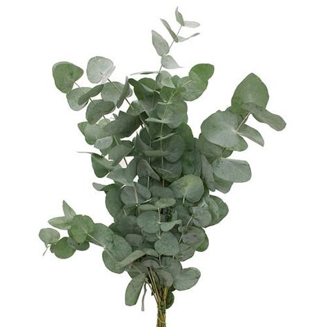 EUCALYPTUS CINEREA available at wholesale prices & direct UK delivery. Approx. 65cm tall. Silver Eucalyptus, Eucalyptus Cinerea, Repotting Plants, Climbing Trellis, Dutch Flowers, Plants Pet Friendly, Sun Loving Plants, Corporate Flowers, Flower Guide