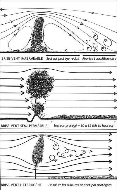 Wind Break, Permaculture Design, Permaculture Gardening, Forest Garden, Urban Farming, Permaculture, Dream Garden, Small Garden, Garden Planning