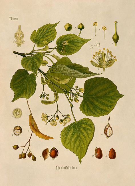 Linden Tree, Foto Transfer, Lime Tree, Vintage Flower Prints, Illustration Botanique, Botanical Print Set, Vintage Botanical Prints, Vintage Tree, Forest Wall Art