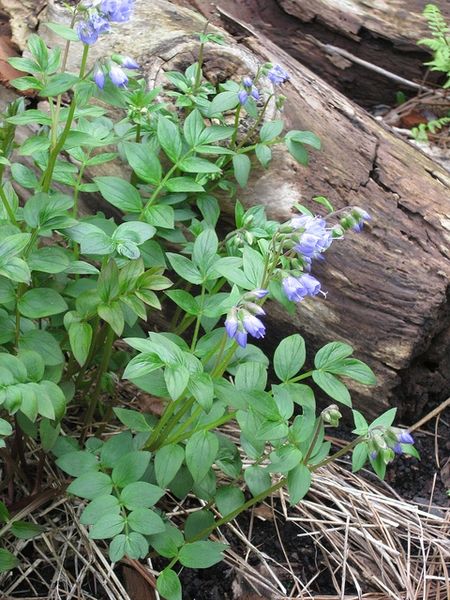 Polemonium reptans (Greek Valerian, Jacob's Ladder) | North Carolina Extension Gardener Plant Toolbox Soil Texture, Rock Garden Design, Valerian, Jacob's Ladder, Pollinator Garden, Herbaceous Perennials, Leaf Coloring, Native Garden, Types Of Plants