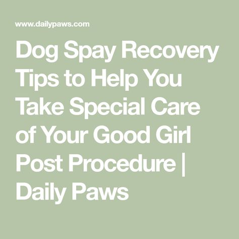 Dog Spay Recovery Tips to Help You Take Special Care of Your Good Girl Post Procedure | Daily Paws Post Spay Care Dogs, After Spay Care Dogs, Dog Spay Recovery Tips, Spayed Dog Recovery, Dog Spay Recovery, Accidental Pregnancy, Girl Post, Dog Spay, Pregnant Dog