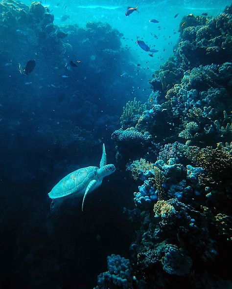 Coral Reefs are the most diverse of all marine ecosystems and are the Earth's largest living structure occupying about 1% of the world's marine environment. These large underwater structures are composed of marine invertebrates called coral. Unfortunately, 25% of coral reefs have been irrevocably damaged. Harsh fishing practices, coral mining, and climate change are some of the reasons behind their destruction. Online Journal, Marine Environment, Coral Reefs, The Sea, Fishing, Coral