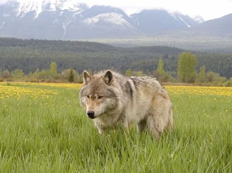 Please stop the killing of wolves! Canadian Wolf, Mega Lucario, Beautiful Wolf, Wildlife Biologist, Parks Canada, Beautiful Wolves, Indigenous Community, Wolf Dog, A Wolf