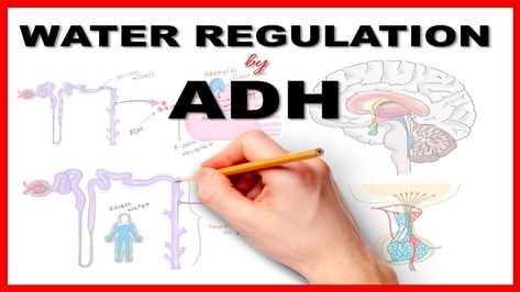 Water Regulation by Antidiuretic Hormone (ADH) Check more at https://empireblog.biz/crypto/water-regulation-by-antidiuretic-hormone-adh/ Antidiuretic Hormone, Best Crypto, Map, Water