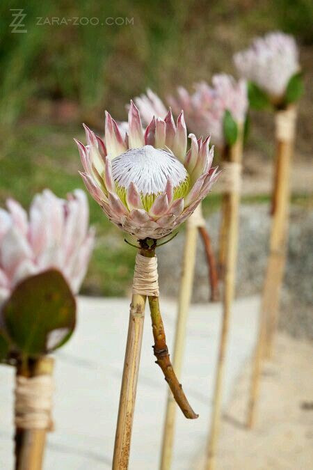 Proteas African Inspired Wedding, Protea Wedding, Bush Wedding, Africa Wedding, Safari Wedding, Zoo Wedding, African Theme, South African Weddings, Tafel Decor