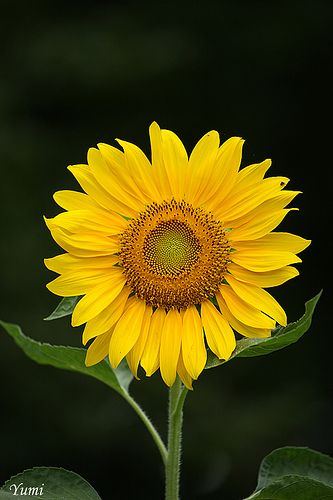 Flower Hd, Sunflower Iphone Wallpaper, Pictures Of Flowers, Sunflower Photography, Sunflowers And Daisies, Beautiful Butterfly Photography, Frida Art, Sunflower Photo, Sunflower Pictures